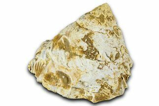 Miocene Fossil Sea Snail (Xenophora) Shell - France #367633
