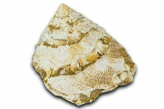 Miocene Fossil Sea Snail (Xenophora) Shell - France #367641