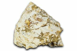 Miocene Fossil Sea Snail (Xenophora) Shell - France #367664