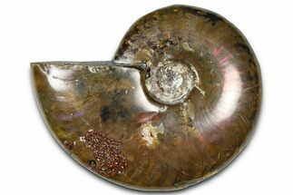 Polished Red Flash Ammonite (Cleoniceras) Fossil - Madagascar #367679