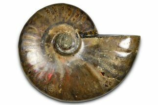 Polished Red Flash Ammonite (Cleoniceras) Fossil - Madagascar #367708