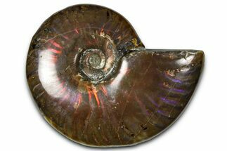 Polished Red Flash Ammonite (Cleoniceras) Fossil - Madagascar #367715