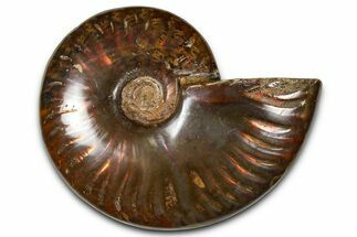 Polished Red Flash Ammonite (Cleoniceras) Fossil - Madagascar #367716