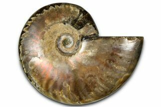 Polished Red Flash Ammonite (Cleoniceras) Fossil - Madagascar #367717