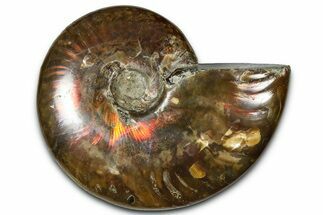 Polished Red Flash Ammonite (Cleoniceras) Fossil - Madagascar #367719