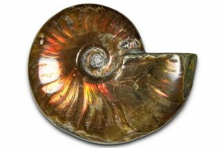 Polished Red Flash Ammonite (Cleoniceras) Fossil - Madagascar #367720
