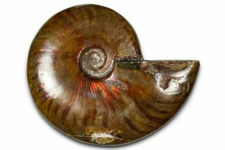 Polished Red Flash Ammonite (Cleoniceras) Fossil - Madagascar #367721