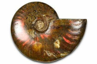 Polished Red Flash Ammonite (Cleoniceras) Fossil - Madagascar #367722
