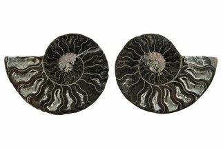Cut & Polished Ammonite Fossil - Unusual Black Color #367734
