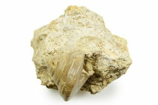Jurassic Sea Snail (Pleurotomaria) Fossil - Évrecy, France #367784
