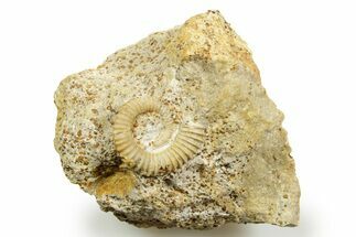 Jurassic Ammonite (Spiroceras) Fossil - Évrecy, France #367804
