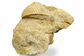 Jurassic Bivalve (Trigonia) Fossil - Évrecy, France #367807