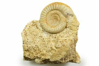 Jurassic Ammonite (Caumontisphinctes) Fossil - Évrecy, France #367809