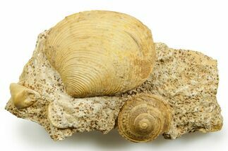Jurassic Sea Snail (Obornella) and Clam (Astarte) Fossil - France #367815
