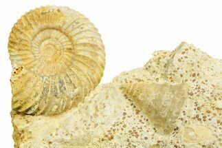 Jurassic Ammonite (Parkinsonia) and Sea Snail Fossil - France #367816