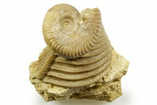 Jurassic Ammonite (Oppelia) and Bivalve (Trigonia) Fossil - France #367818