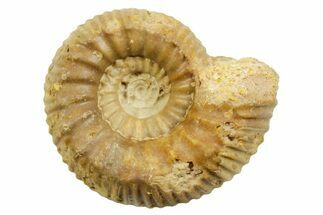 Jurassic Ammonite (Teloceras) Fossil - Évrecy, France #367678
