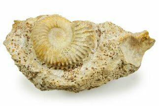 Jurassic Ammonite (Garantiana) Fossil - Évrecy, France #367686