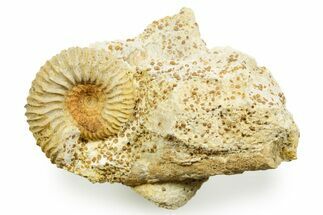 Jurassic Ammonite (Garantiana) Fossil - Évrecy, France #367729