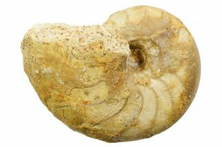 Jurassic Nautilus (Cenoceras) Fossil - Évrecy, France #367737