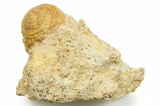 Jurassic Sea Snail (Obornella) Fossil - Évrecy, France #367760
