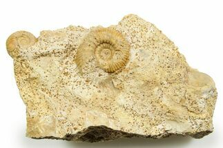 Jurassic Ammonites (Garantiana) and Sea Snail Fossil - France #367833