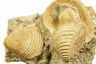 Two Jurassic Bivalve (Trigonia costata) Fossils - Calvados, France #367843