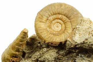 Jurassic Ammonite (Cleistosphinctes) and Sea Snail Fossil - France #367844