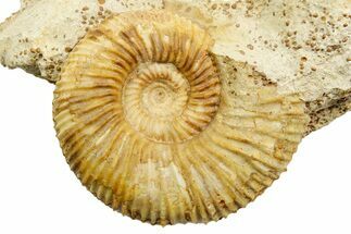 Jurassic Ammonite (Garantiana) Fossil - Évrecy, France #367854