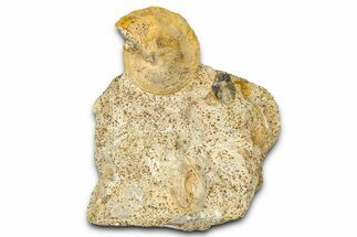 Jurassic Sea Snail (Pyrgotrochus) Fossil - Évrecy, France #367883