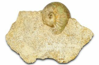Jurassic Ammonite (Chondroceras) Fossil - Évrecy, France #367891