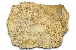 Jurassic Sea Snail (Pyrgotrochus) Fossil - Évrecy, France #367900