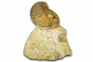 Jurassic Ammonite (Stephanoceras) and Clam (Nucula) Fossil - France #367902