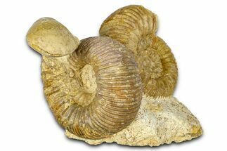 Jurassic Ammonites (Stephanoceras & Normannites) & Brachiopod - France #367904