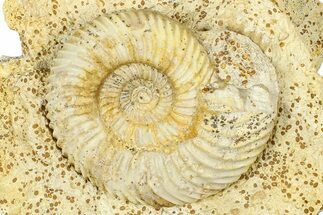 Jurassic Ammonite (Parkinsonia) Fossil - Calvados, France #367905