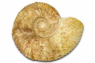 Jurassic Ammonite (Paragarantiana) Fossil - Évrecy, France #367906