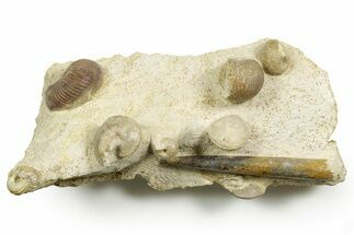 Jurassic Ammonites, Brachiopod, Belemnite & Sea Snail Fossils - France #367912