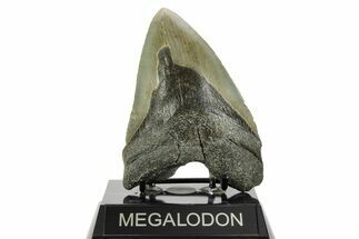 Fossil Megalodon Tooth - North Carolina #367916