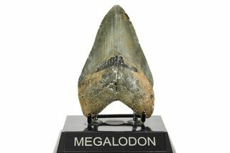 Fossil Megalodon Tooth - North Carolina #367922