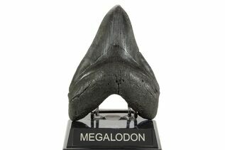 Fossil Shark Teeth For Sale