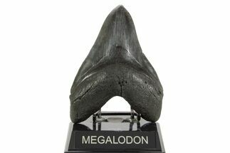 Huge Fossil Megalodon Tooth - South Carolina #367924