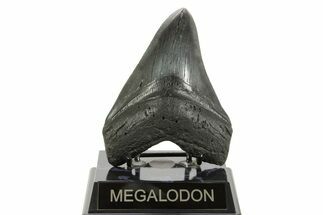 Fossil Megalodon Tooth - South Carolina #367927
