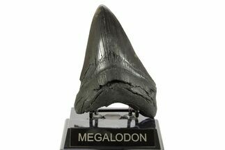 Fossil Megalodon Tooth - South Carolina #367928