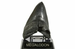 Fossil Shark Teeth For Sale