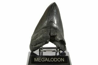 Fossil Megalodon Tooth - South Carolina #367929