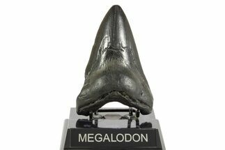 Fossil Megalodon Tooth - South Carolina #367933