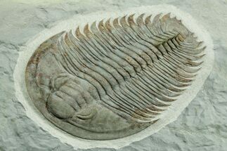 Lower Cambrian Trilobite (Longianda) - Issafen, Morocco #362976