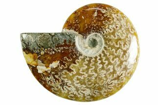 Polished Ammonite (Cleoniceras) Fossil - Madagascar #365056