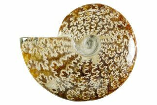 Polished Ammonite (Cleoniceras) Fossil - Madagascar #365057