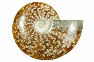 Polished Ammonite (Cleoniceras) Fossil - Madagascar #365064